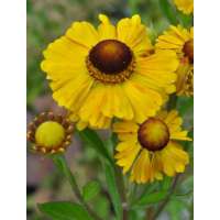 Helenium'Goldrausch'