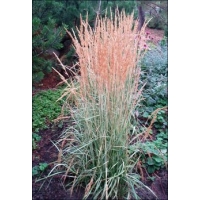 Calamagrostis acutiflora'Avalanche'