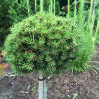 Pinus uncinata'Jezek' 