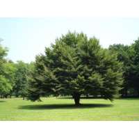 Fagus sylvatica'Asplenifolia' 