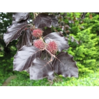Fagus sylvatica'Atropunicea' 