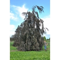 Fagus sylvatica'Black Swan' 