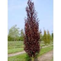 Fagus sylvatica'Rohan Obelisk' 