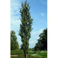 Fagus sylvatica'Dawyck' 