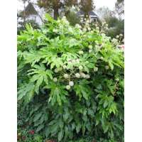 Fatsia japonica 