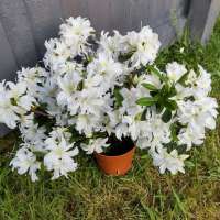 Azalea japonica'Meme' 