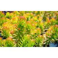 Sedum reflexum'Angelina'