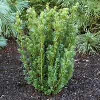 Taxus media'Hillii' 