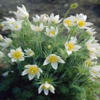 Pulsatilla vulgaris'Alba'