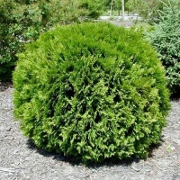 Thuja occidentalis'Little Giant' 
