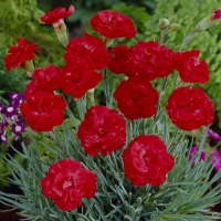 Dianthus plumarius'David'