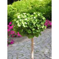 Ginkgo biloba'Mariken' 