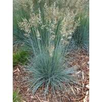 Festuca glauca'Azurit'