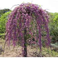 Cercis canadensis'Ruby Falls' 