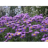 Erigeron'Dunkelste Aller'