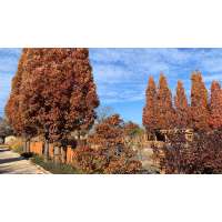 Quercus bimundorum'Crimschmidt' 