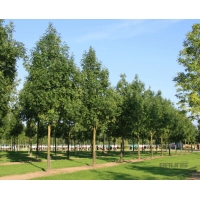 Fraxinus excelsior'Westhof's Glorie' 