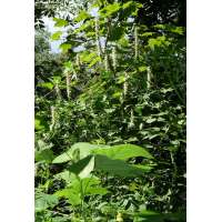 Agastache nepetoides