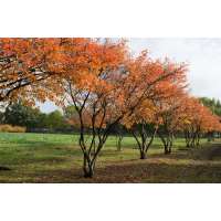 Amelanchier lamarckii 