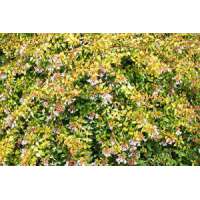 Abelia grandiflora'Francis Mason' 