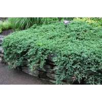 Juniperus horizontalis'Wiltonii' 