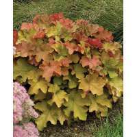 Heuchera'Caramel'