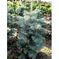 Abies concolor'Compacta' 