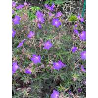 Geranium'Femme Fatale'