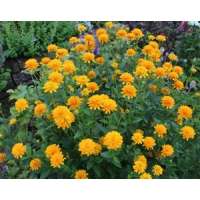 Heliopsis helianthoides'Asahi'