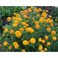 Heliopsis helianthoides'Asahi'