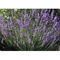 Lavandula angustifolia'Dwarf Blue'