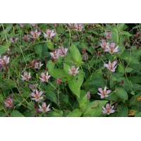 Tricyrtis hirta'Taiwan Adbane'