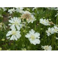 Scabiosa caucasica'Perfecta Alba' 