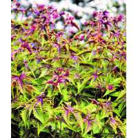 Filipendula palmata'Red Umbrella'