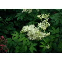 Filipendula ulmaria