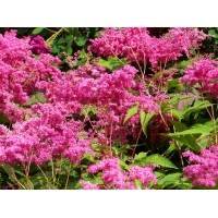 Filipendula purpurea'Elegans'