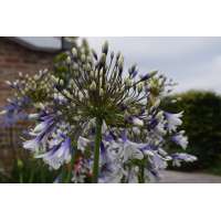 Agapanthus'Fireworks' 
