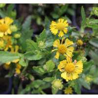 Helenium'Septembergold'