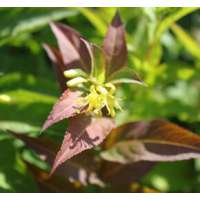 Diervilla sessifolia'Dise' 