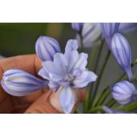 Agapanthus'Flore Pleno' 