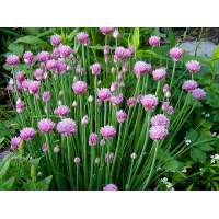 Allium schoenoprasum