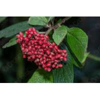 Viburnum rhytidophyllum 