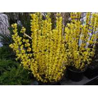 Forsythia'Goldrausch' 