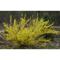 Forsythia intermedia'Courtalyn' 