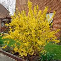 Forsythia intermedia'Lynwood' 