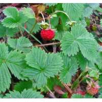 Fragaria vesca