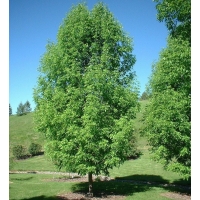 Fraxinus americana'Skyline' 