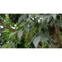 Fraxinus americana'Skyline' 