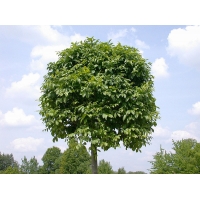 Fraxinus excelsior'Nana' 
