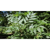 Fraxinus excelsior'Westhof's Glorie' 